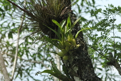 Leochilus
