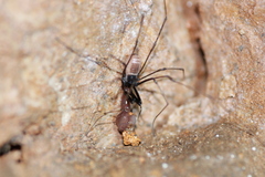 Ischyropsalis