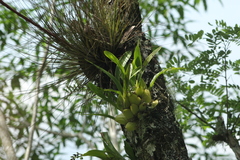 Leochilus