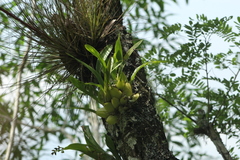 Leochilus