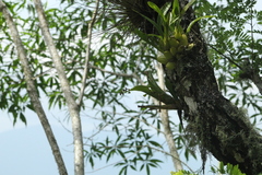 Leochilus