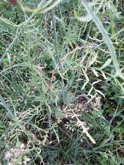 Sisymbrium altissimum