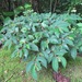Begonia guaduensis - Photo 由 Rich Hoyer 所上傳的 (c) Rich Hoyer，保留部份權利CC BY-NC-SA