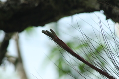Tillandsia juncea