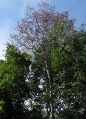 Bowdichia virgilioides