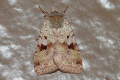 Diarsia esurialis