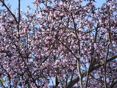 Bowdichia virgilioides