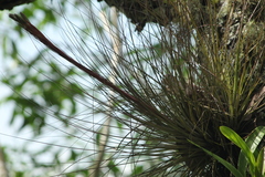 Tillandsia juncea