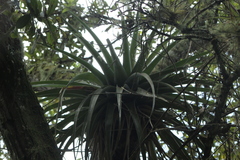 Tillandsia prodigiosa