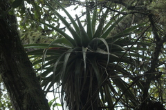 Tillandsia prodigiosa