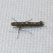 Finite-channeled Leafminer Moth - Photo (c) kens18, some rights reserved (CC BY-NC), uploaded by kens18