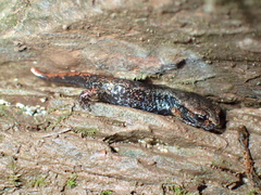 Speleomantes italicus