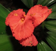 Chamaecostus lanceolatus