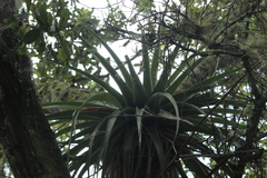 Tillandsia prodigiosa