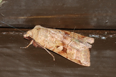 Diarsia esurialis