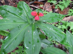 Chamaecostus lanceolatus