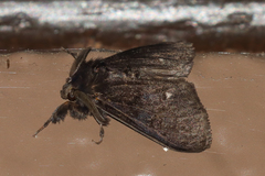 Dasychira grisefacta