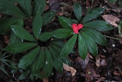 Chamaecostus lanceolatus