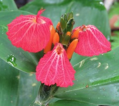 Chamaecostus lanceolatus