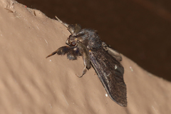 Dasychira grisefacta