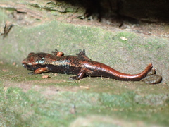 Speleomantes italicus