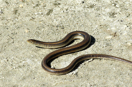Eastern Glass Lizard