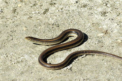 Eastern Glass Lizard photo 5