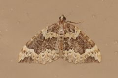 Eulithis xylina