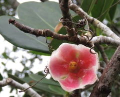 Clusia weddelliana