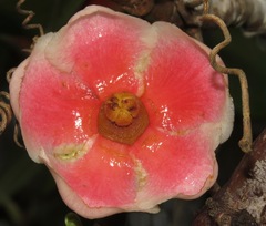 Clusia weddelliana