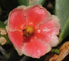 Clusia weddelliana