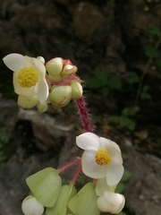 Begonia monophylla