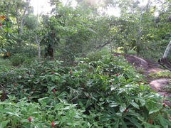 Costus spiralis