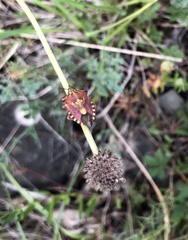 Carpocoris purpureipennis
