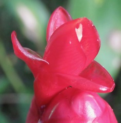 Costus spiralis