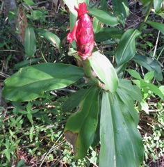 Costus spiralis