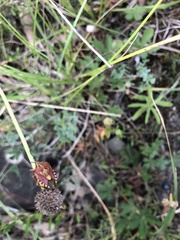 Carpocoris purpureipennis