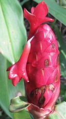 Costus spiralis
