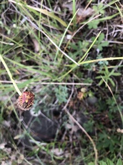 Carpocoris purpureipennis