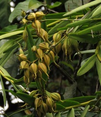 Epidendrum flexuosum
