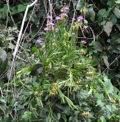 Epidendrum flexuosum