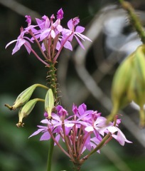 Epidendrum flexuosum