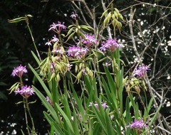 Epidendrum flexuosum