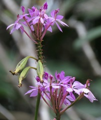 Epidendrum flexuosum