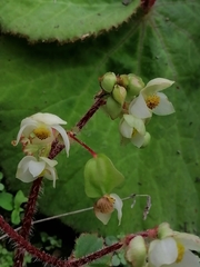 Begonia monophylla