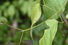 Asphaera discicollis