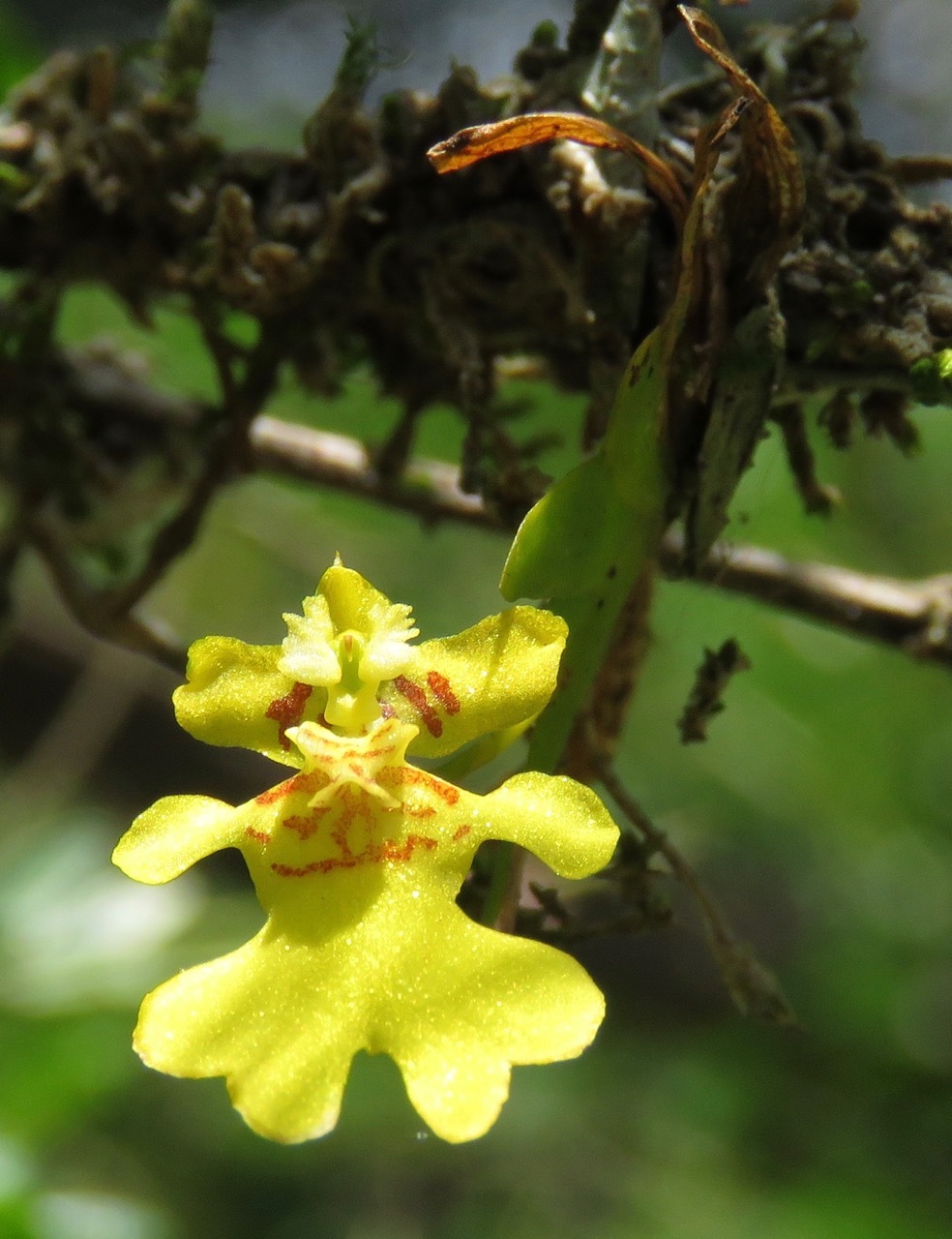 Erycina