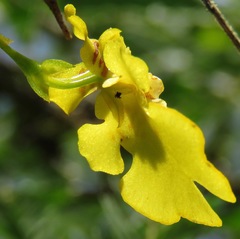 Erycina pusilla