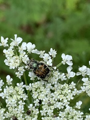 Trichiotinus affinis