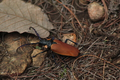 Oropyrodes maculicollis